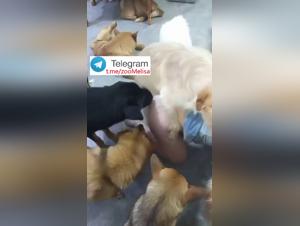 The Perverted Game: A Chinese Girl and her Animal Instinct