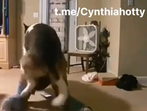 Hardcore Canine Domination: Brutal Sex and Limitless Ejaculation