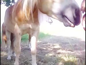Video of extreme zoophilia with a horse