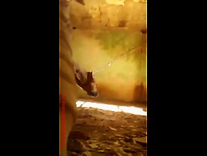 Unforgettable Animal Porn Video