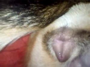 Satisfy your darkest fantasies with our most extreme animal sex scenes.