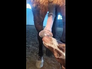 Hardcore and extreme zoophilia: an erotic spectacle like no other