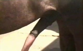 Double Penetration Horse: Die verschlungene Hure