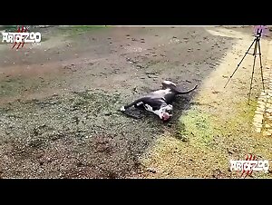 Girl suck dog on zootaboo, the video you've been waiting for