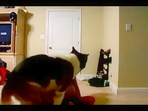 Extreme dog sex video