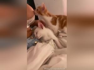 The slut and her feline, a prohibited and burning passion