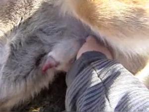 Ergreifen Sie das ultimative Tabu-Vergnugen: Brutaler Tiersex auf Video