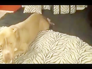 Discover the Forbidden Pleasures of Bestiality