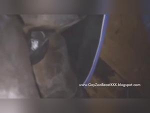 Hardcore Bestiality: Explore the Limits of Desire