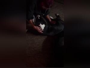 Sensory Intoxication: Intense Bestiality