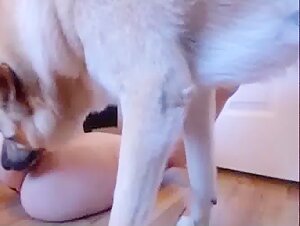 Watch this teen get her anus licked by her dog live