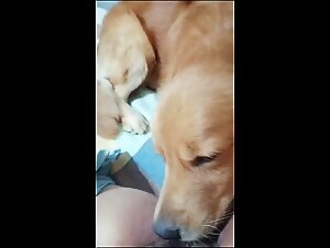 Einreichung und Verlangen: Ein Hund, eine Frau, eine wilde Leidenschaft