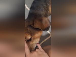 Canine delights: unhindered enjoyment
