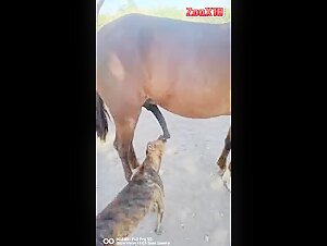 Experience the Thrill of Human-Animal Intimacy