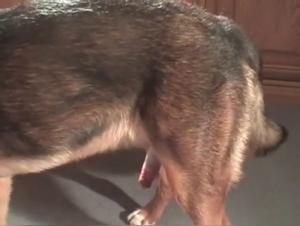 In the Claws of Desire: Forbidden Sensual Exploration