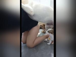 des câlins mortels :  la domination canine