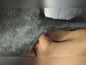 Fuck sucks his dog, bestial erotomania revealed