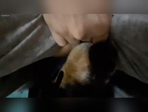 Go beyond borders: Forbidden desires and exploited animal sexuality