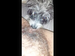Discover the pleasure of bestiality with this dog sex video